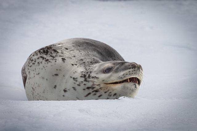 085 Antarctica, Hope Bay, zeeluipaard.jpg